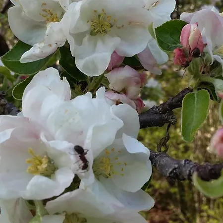 Muellnerhaus * Millstatt