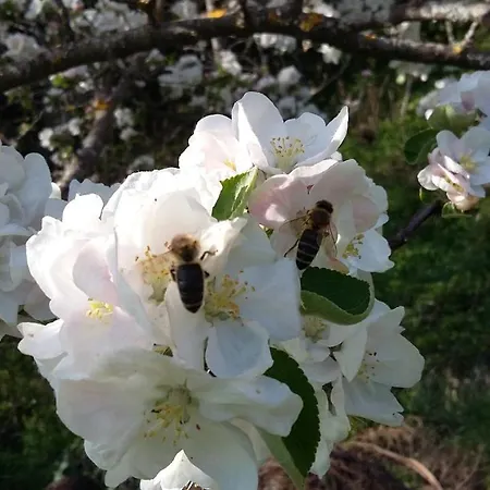 Muellnerhaus Appartement Millstatt