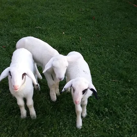 Διαμέρισμα Muellnerhaus *