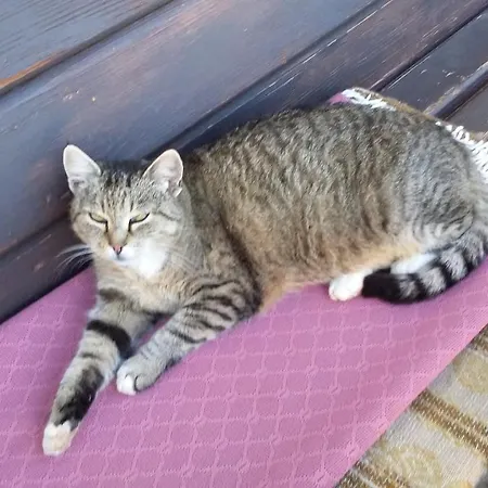 Muellnerhaus Appartement *