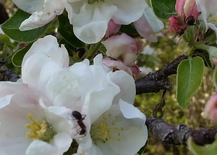 Muellnerhaus * Millstatt