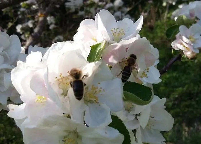Muellnerhaus Apartmán Millstatt