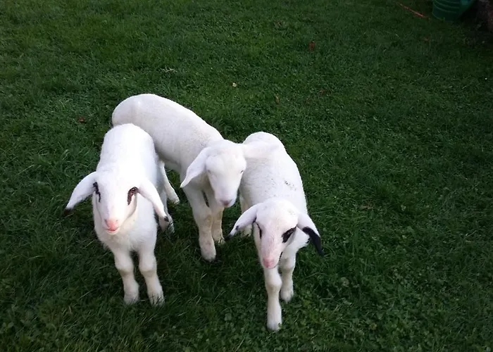 Apartament Muellnerhaus *